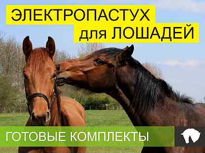 Электропастухи для лошадей и жеребят 